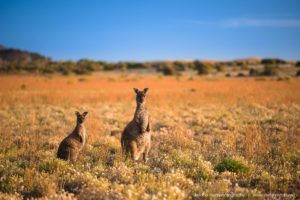 The beautiful wild & free kangaroos of Kangaroo Island